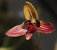 Bulbophyllum leptocaulon