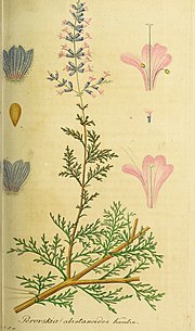 Thumbnail for Salvia abrotanoides