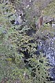 * Nomination Detail of "Busc di Salvans" cave in Bula Gröden - South Tyrol --Moroder 11:04, 2 October 2015 (UTC) * Promotion I love this photograph -- forgiving the few blown out highlights. -- RaboKarbakian 21:37, 9 October 2015 (UTC) Comment Thanks for your kind appreciation but there is only one, imo absolutely negligible, blownout spot on a rock --Moroder 22:05, 9 October 2015 (UTC)