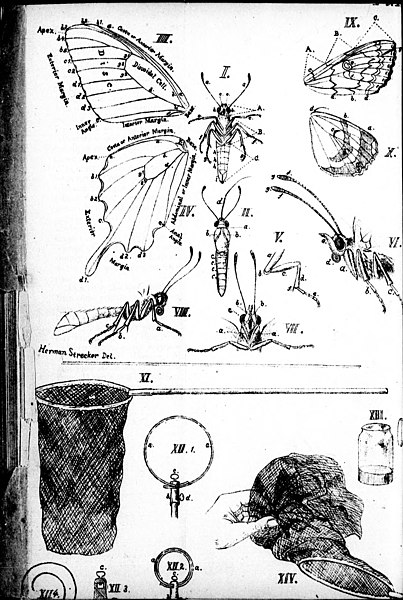 File:Butterflies and moths of North America (microform) - with full instructions for collecting, breeding, preparing, classifying, packing for shipment, etc. - a complete synonymical catalogue of (20434969710).jpg