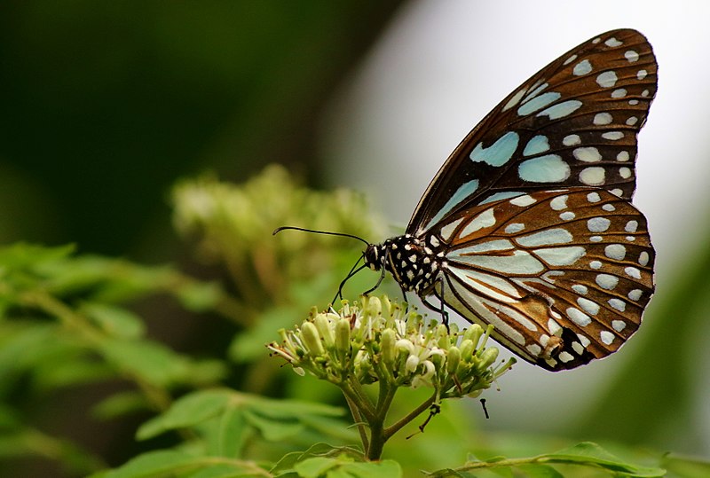 File:Butterfly - Blue tiger.jpg