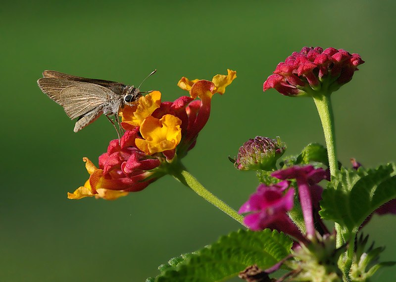 File:Butterfly Pigmy Skipper - Gegenes pumilio.jpg