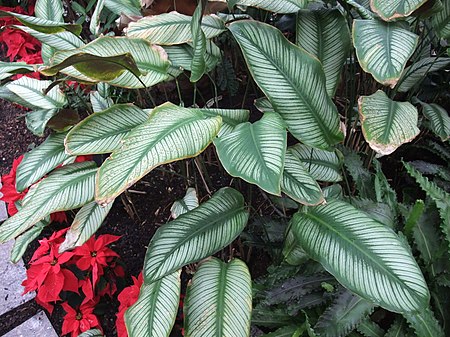 Calathea ornata