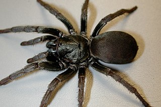 <span class="mw-page-title-main">Nemesioidina</span> Clade of spiders