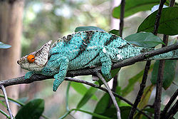 Parsonkameleon fra Madagaskar