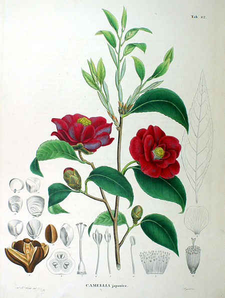 Tập tin:Camellia japonica SZ82.jpg