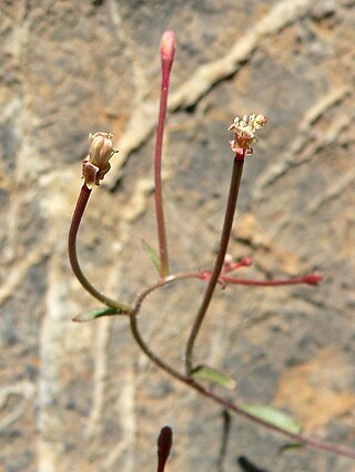 <i>Eremothera chamaenerioides</i> Species of flowering plant