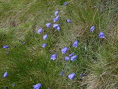 Campanula gelida