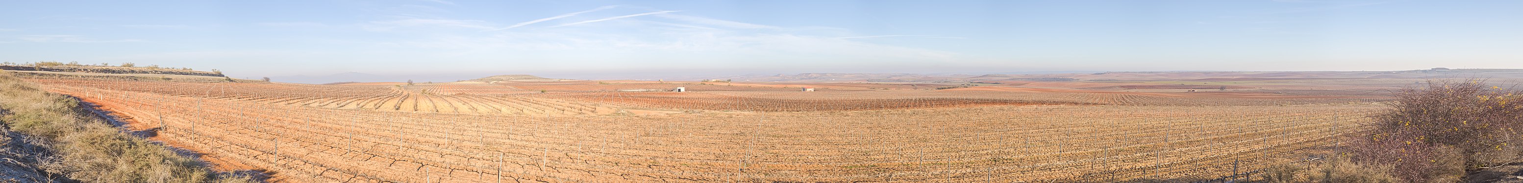 Vineyards in Cariñena, Zaragoza, Spain