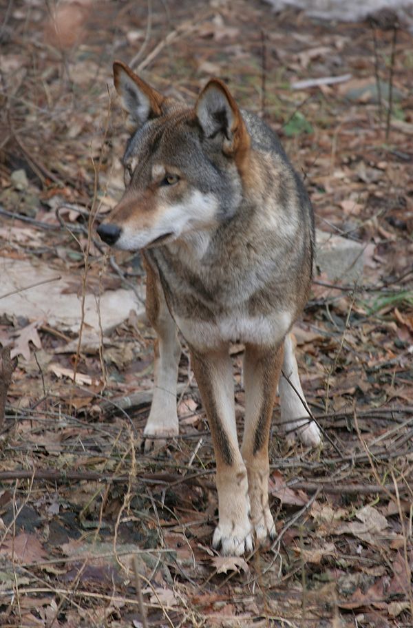 A red wolf