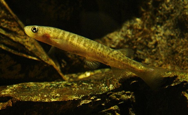 Common river galaxias, Galaxias vulgaris (Galaxoidei: Galaxiidae)