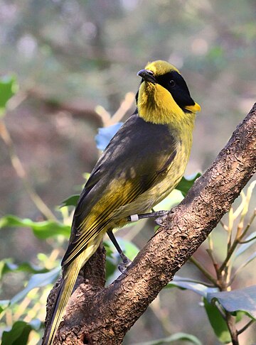 Helmeted honeyeater