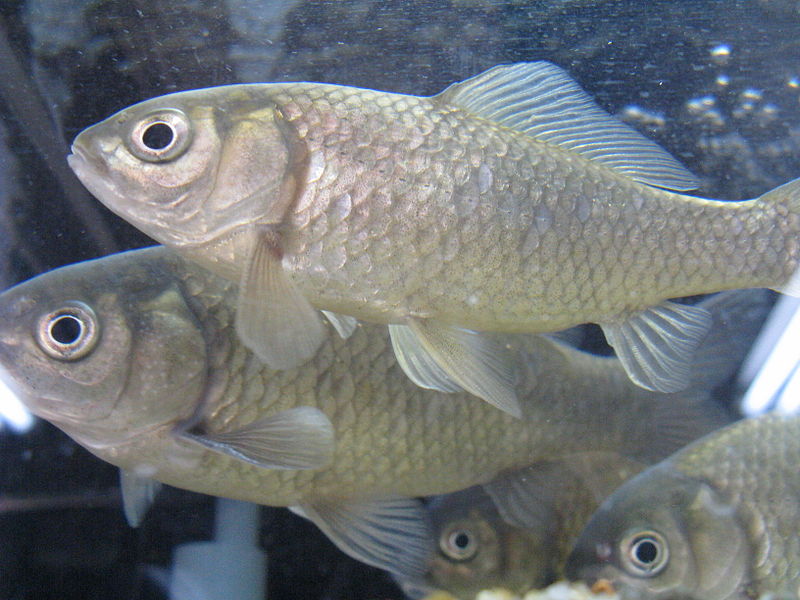 File:Carassius auratus grandoculis3.jpg