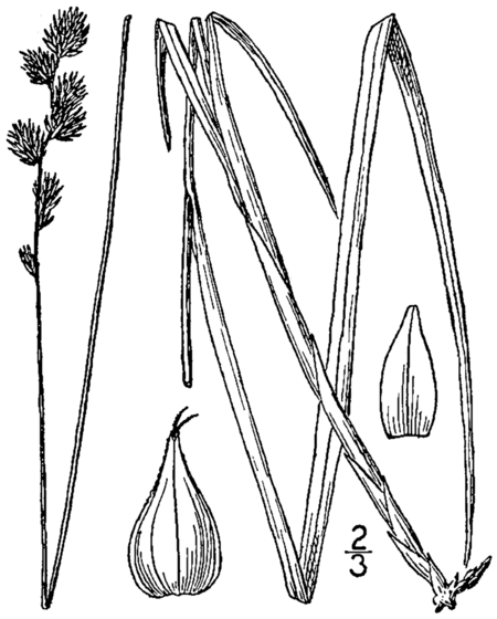 Carex normalis