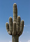 Carnegiea gigantea or Sahuaro or Saguaro.jpg