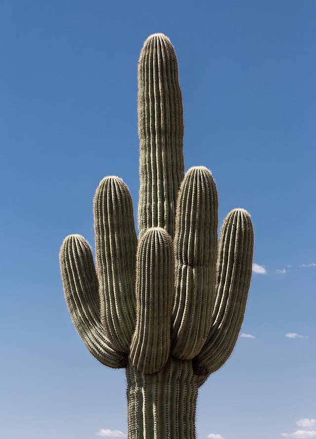 File:Carnegiea_gigantea_or_Sahuaro_or_Saguaro.jpg