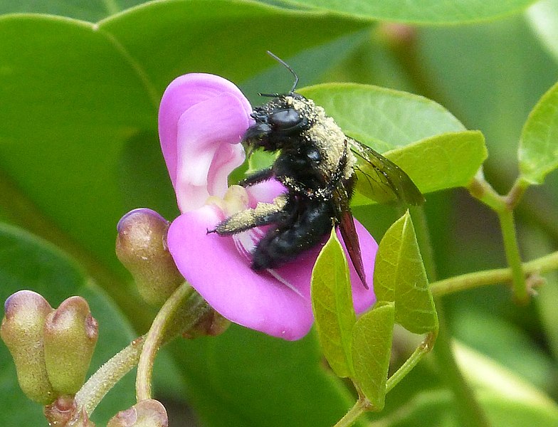 File:Carpenter Bee. Xylocopa cubaecola - Flickr - gailhampshire.jpg