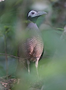 Cuckoo - Wikipedia