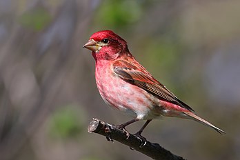 Un roselin pourpré, passereau néarctique. (définition réelle 3 276 × 2 184)