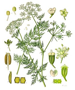 Carum carvi - Köhler–s Medizinal-Pflanzen-172.jpg