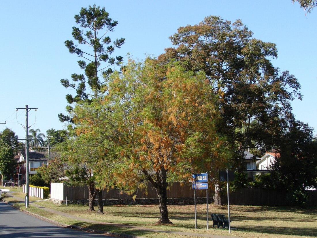 Jamboree Heights, Queensland