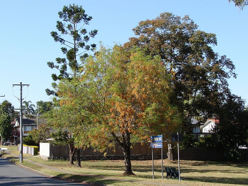 File:Cassia brewsteri (1).jpg