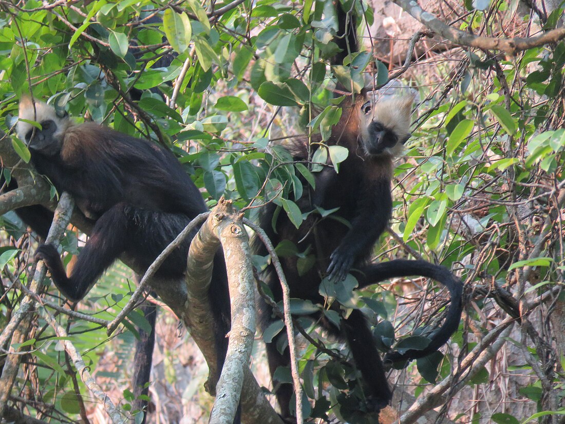 Langur de cap daurat