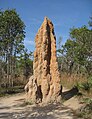 I nidi di termiti possono estendersi per 5 metri