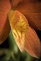 Cattleya pygmaea Labellum