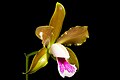 Cattleya tenuis