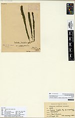 Thumbnail for Caulerpa longifolia