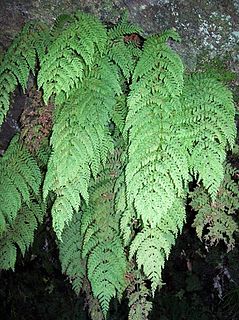 <i>Leptopteris</i> Genus of ferns