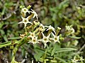 Ceballosia fruticosa var. angustifolia, flowers. Tenerife