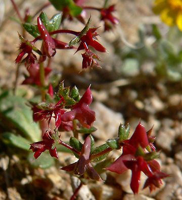 Centrostegia thurberi