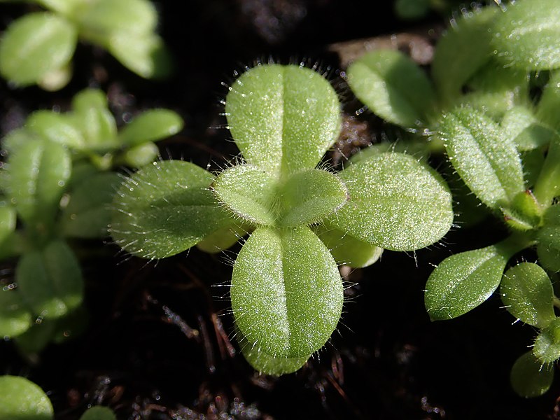 File:Cerastium brachypetalum 2022-02-28 5322.jpg