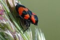 Cercopis vulnerata