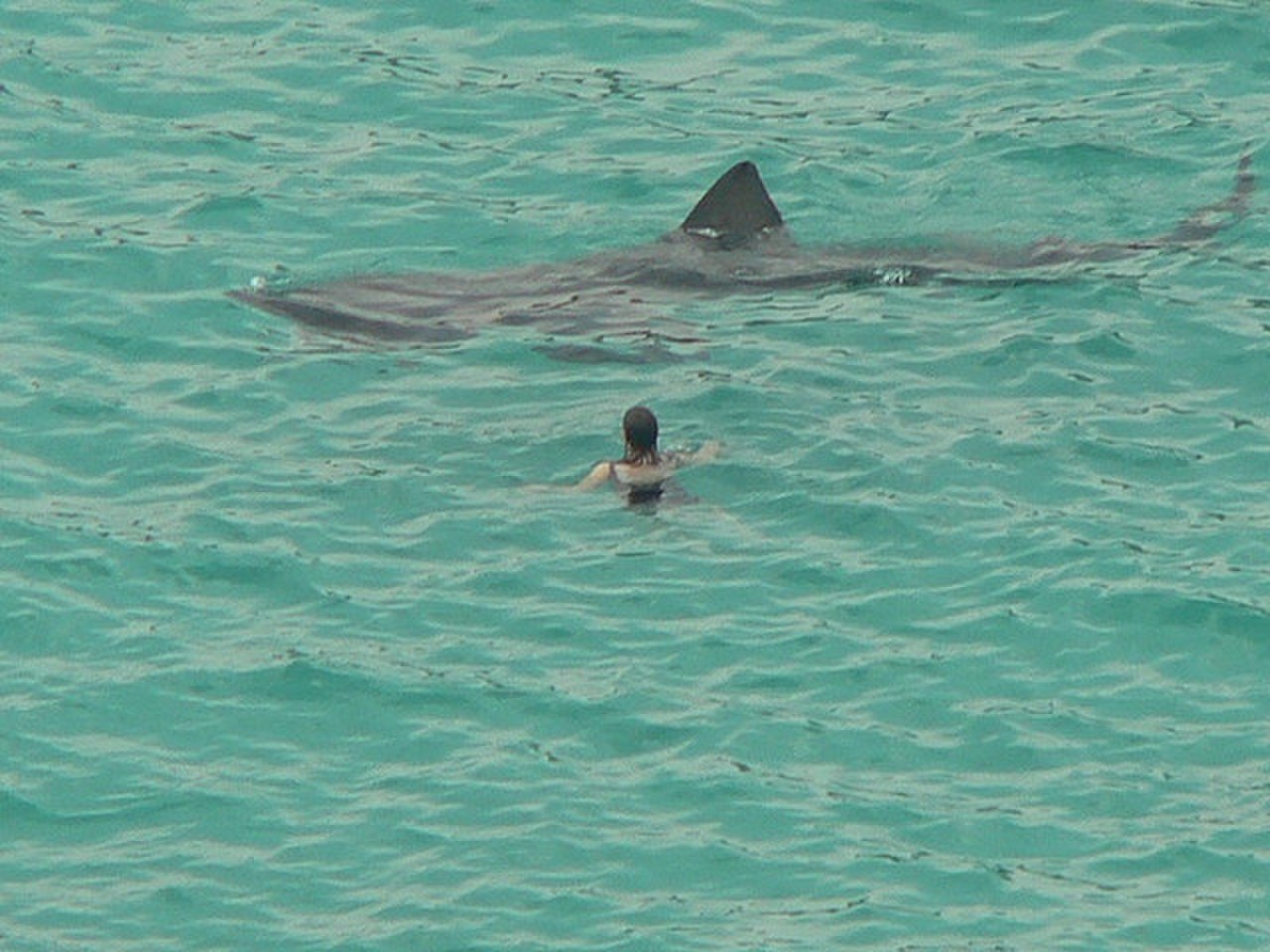 фото акулы в египте