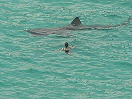 Le requin pèlerin n'est pas agressif envers l'homme.