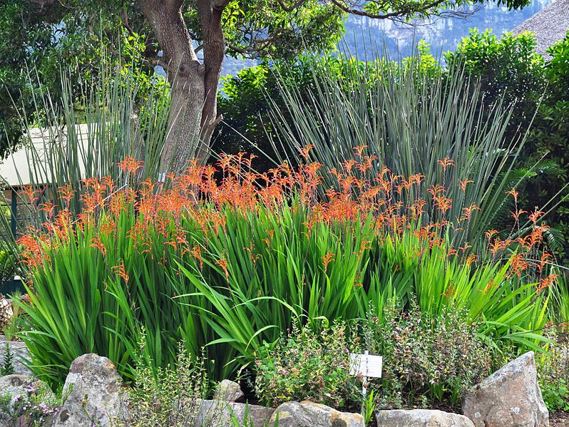 File:Chasmanthe floribunda var floribunda, habitus, Kirstenbosch NBT.jpg