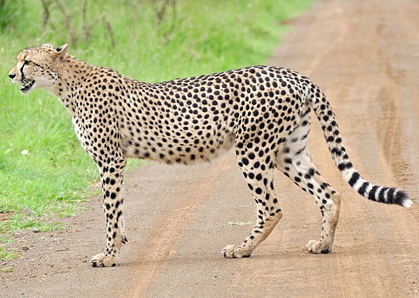 Image: Cheetah (Acinonyx jubatus) on the road