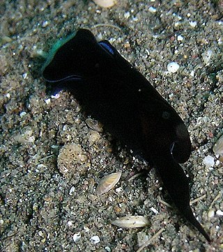 <i>Chelidonura sandrana</i> Species of gastropod