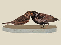Lark, Chestnut-backed Sparrow- Eremopterix leucotis