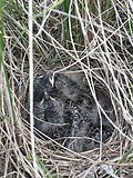 Thumbnail for File:Chestnut-collared Longspur, Calcarius ornatus, baby birds juveniles nestlings in open nest AB Canada.jpg