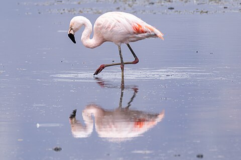 Chilean Flamingo at Chungara Lake