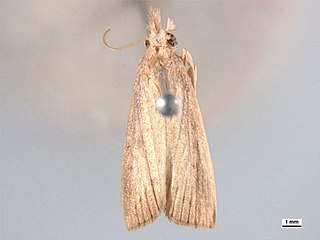 <i>Chilo terrenellus</i> Species of moth