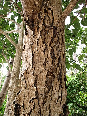 Hernandia nymphaeifolia