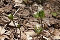 ヒトリシズカ Chloranthus japonicus