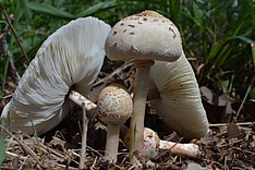 Chlorophyllum hortense 369378.jpg