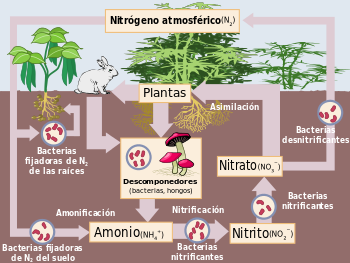 Representación esquemática de los flujos de nitrógeno en el ecosistema. La importancia de las bacterias en el ciclo se reconoce como elemento clave, suministrando diversos compuestos de nitrógeno que pueden ser utilizados por otros grupos de seres vivos
