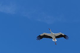 Ciconia ciconia (Cigogne blanche) - 403.jpg